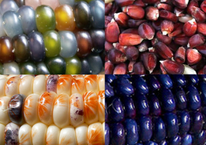 corn diversity