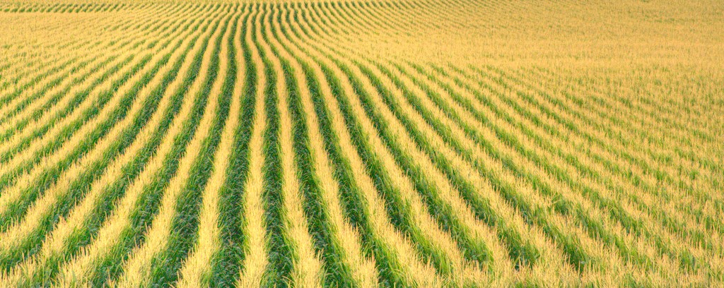 Industrial Agriculture: An&nbsp;Intro