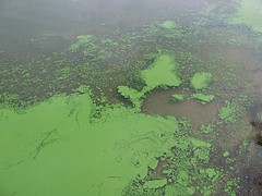 eutrophication
